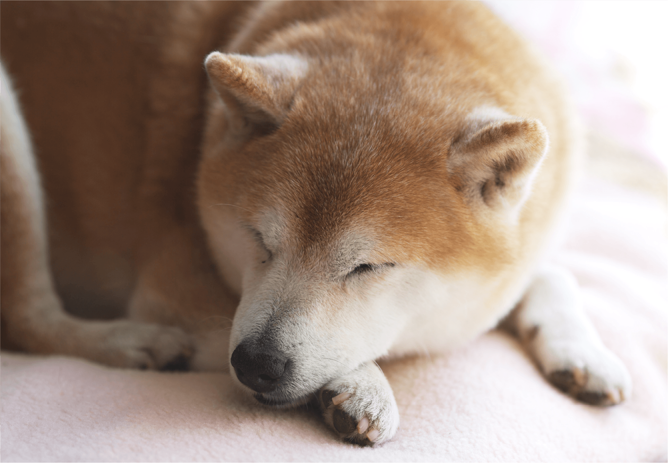 サミー(SAMe)は脳の健康に貢献します!